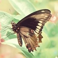 蝴蝶唯美头像