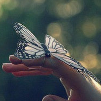 蝴蝶唯美头像