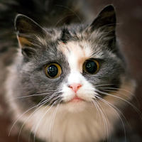 微信猫咪头像