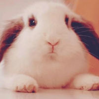 小兔子qq头像_讨人喜欢的可爱小动物兔子头像图片