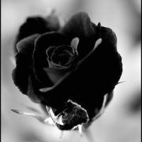 黑白玫瑰花头像