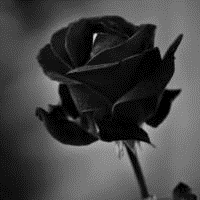 黑白玫瑰花头像