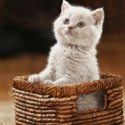 篮子中的可爱猫头像