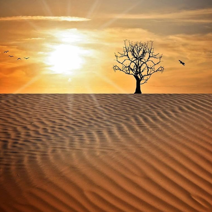 沙漠中枯树头像图片