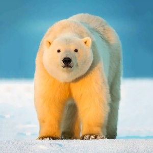 超萌北极熊头像图片