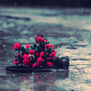 雨中鲜艳红花头像