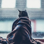窗前看雨的猫咪背影头