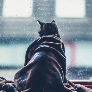 窗前看雨的猫咪背影头像图片