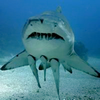 鲨鱼头像图片