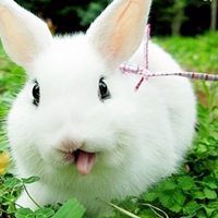 兔子头像