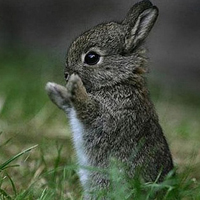 兔子头像