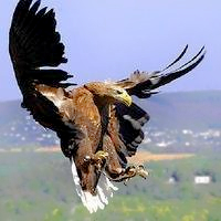 微信鹰飞翔的头像