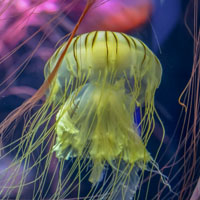 美丽的深海水母头像照片