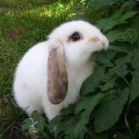 兔子头像超萌