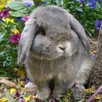 兔子头像超萌