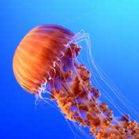 美丽的深海水母头像照片