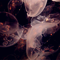 微信头像水母