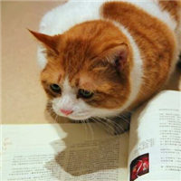 可爱猫咪看书头