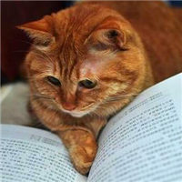 可爱猫咪看书头像
