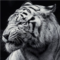 老虎头像图片霸气黑白