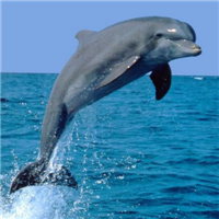 qq海豚头像图片