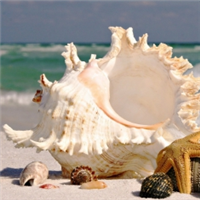 沙滩贝壳唯美头像