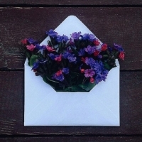 装在信封里的花创意头像