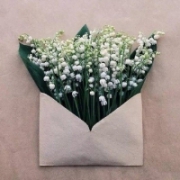 装在信封里的花创意头