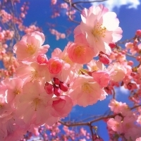 蓝天白云下盛开的粉红色桃花头像