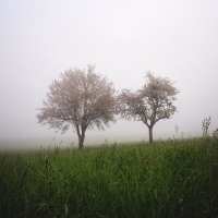大雾朦胧风景头像图片