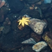 漂在水面上的枫叶头像