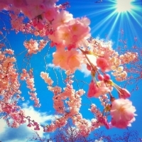 蓝天白云下盛开的粉红色桃花头像