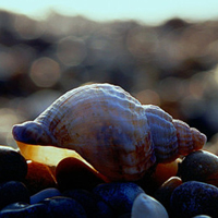 沙滩贝壳唯美头像