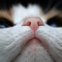 可爱猫猫头像