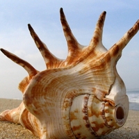 微信头像海滩贝壳