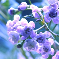 紫色花头像图片