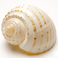微信头像海滩贝壳