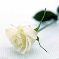 白色玫瑰花头像 白色