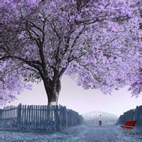 开紫色花的大树头像