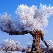 美丽的冬天胡杨林雪景