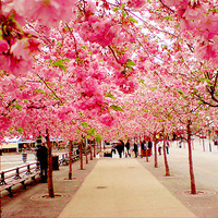 美丽的樱花大道头像