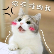 猫咪带字表情包头像图